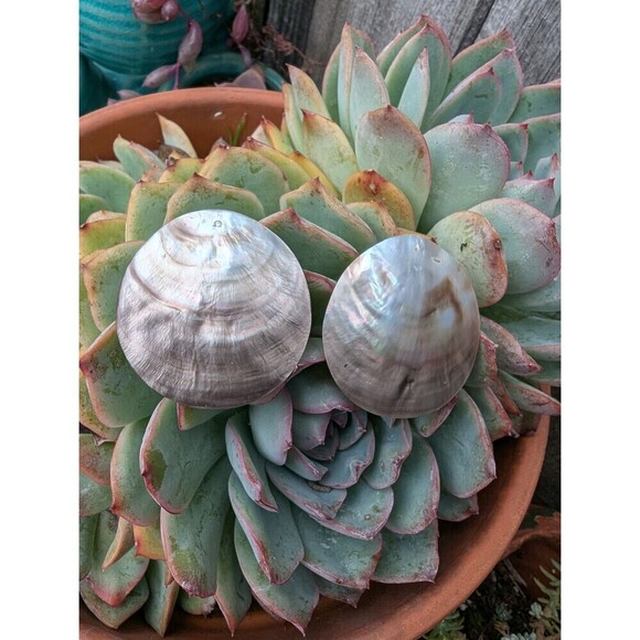 Vintage Mothers Of Pearl Earrings, Beachy Shell Earrings - Picture 4 of 10